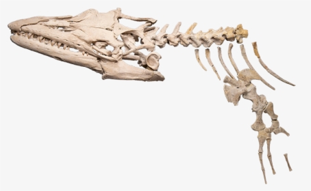 A Skeleton Of A Mosasaur - Skeleton, HD Png Download, Free Download