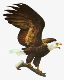 Eagle Perched Png, Transparent Png, Free Download