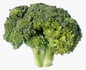 Broccoli Png - Брокколи Капуста, Transparent Png, Free Download