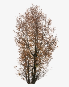 Transparent Trees Png - Autumn Tree Png, Png Download, Free Download