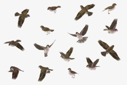 Sparrow Png Image - Sparrows Png, Transparent Png, Free Download