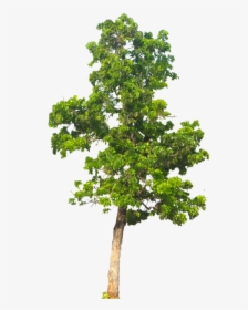 Tree Background Hd Png, Transparent Png, Free Download