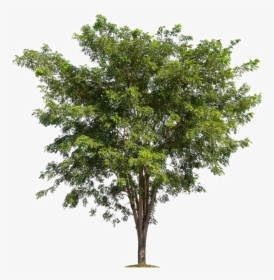 Tree Branch Forest - Tree Png For Photoshop, Transparent Png, Free Download