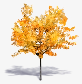 Autumn Tree Png - Fall Tree Transparent Background Png, Png Download, Free Download