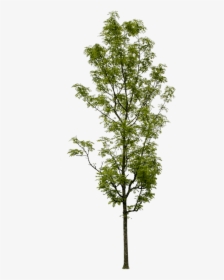 Fraxinus Excelsior Png, Transparent Png, Free Download