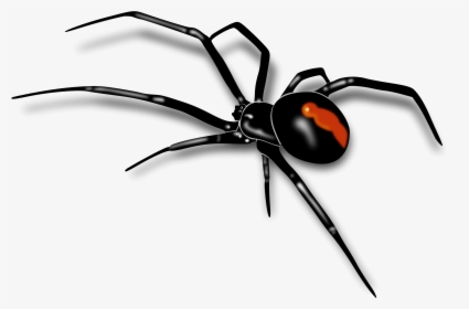 Spider Png Image - Black Widow Spider Drawing, Transparent Png, Free Download