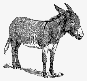 Donkey,art,livestock - Black And White Donkey Drawing, HD Png Download, Free Download