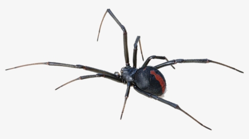Spider Hanging Png - Black Widow Spider Back, Transparent Png, Free Download