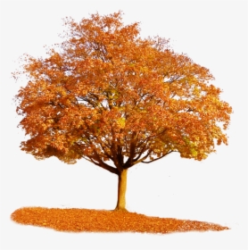 Transparent Fall Tree Clipart - Fall Tree Transparent Background, HD Png Download, Free Download