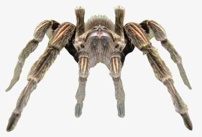 Spider Transparent Background, HD Png Download, Free Download