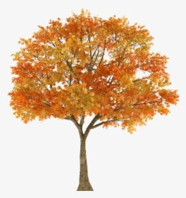 Autumn Tree Maple Oak Branch - Tree In Fall Png, Transparent Png, Free Download