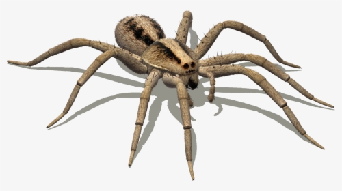 Body Of Spider, HD Png Download, Free Download