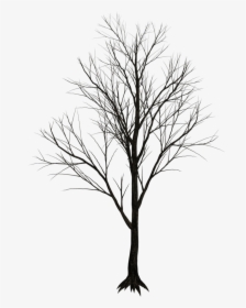 Black Tree White Background, HD Png Download, Free Download