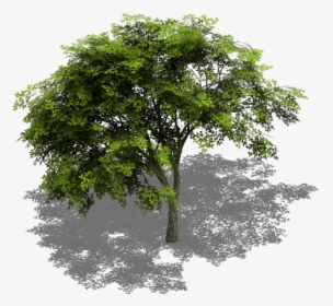 Preview - Tree Isometric View Png, Transparent Png, Free Download