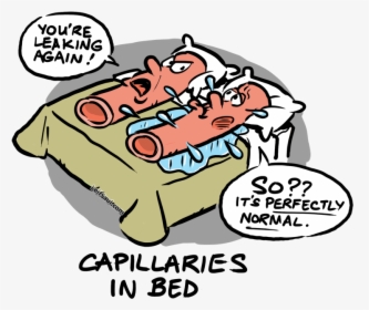 Capillaries Leaking In Bed - Cartoon, HD Png Download, Free Download