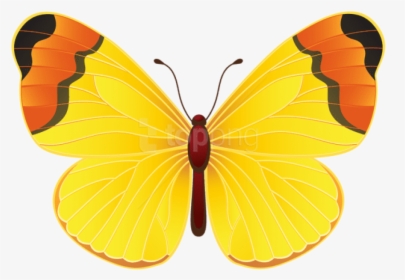 Download Free Clipart With - Clipart Yellow Butterfly, HD Png Download, Free Download
