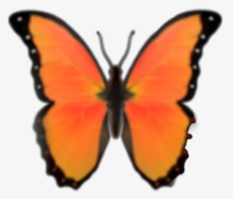 #emoji #butterfly #orange #butterflyemoji #orangeemoji - Blue Butterfly Emoji Png, Transparent Png, Free Download