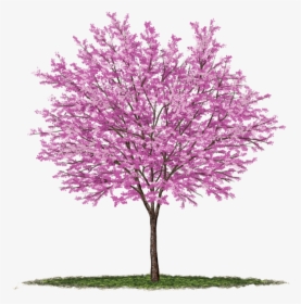 Redbud Tree Png, Transparent Png, Free Download