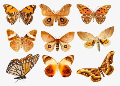 Orange Butterfly Png In Group - Butterfly Transparent, Png Download, Free Download