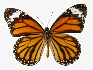 Danaus Genutia Transparent Background - Plain Tiger Butterfly Drawing, HD Png Download, Free Download