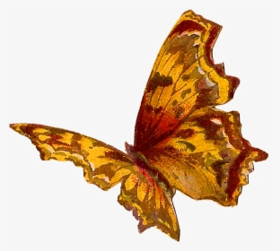 Antique Images Royalty Free - Transparent Butterfly Orange Yellow, HD Png Download, Free Download