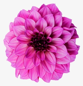 Dahlia Flower Royalty-free Photography - Dahelia Flower Png, Transparent Png, Free Download