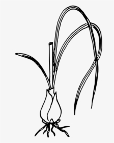 Line Art,plant,flower - Green Onion Black And White, HD Png Download, Free Download