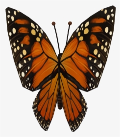 Monarch Butterfly, HD Png Download, Free Download