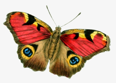 Butterfly Png Yellow Red, Transparent Png, Free Download