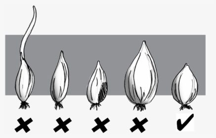 Grow White Onion - Planting Onion Sets, HD Png Download, Free Download