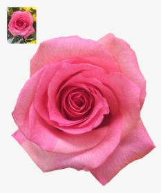 Pink Rose Transparent Background Png - Garden Roses, Png Download, Free Download