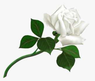 Download White Rose Transparent Background - White Rose Png, Png Download, Free Download