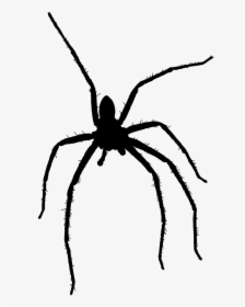 Spider Silhouette Insects Free Picture - Wolf Spider Silhouette, HD Png Download, Free Download