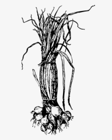 Red Onion Plant Black And White, HD Png Download, Free Download