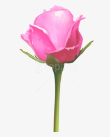 Download Single Pink Rose Png Images Background - Single Pink Rose Flowers, Transparent Png, Free Download