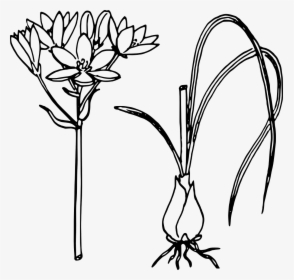 Onion Plant Clipart Black And White, HD Png Download, Free Download