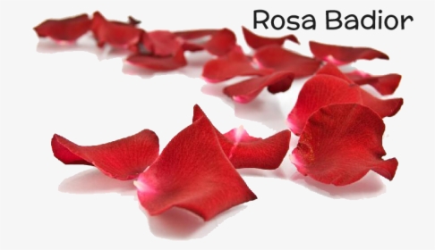 Transparent Petalos De Rosa Png - Artificial Flower, Png Download, Free Download