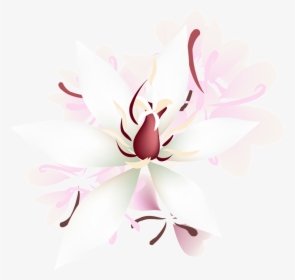 Petalos De Rosa Transparente Png Decorativo - Magnolia, Png Download, Free Download