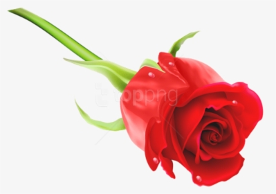 Free Png Download Red Rose Png Images Background Png - Rose Image Png Hd, Transparent Png, Free Download