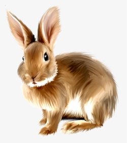Rabbit Png, Bunny Rabbit, Rabbit Clipart, Baby Bunnies, - Rabbit Clipart Png, Transparent Png, Free Download