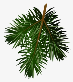 Pine Tree Branch Png - Pine Branch Png, Transparent Png, Free Download