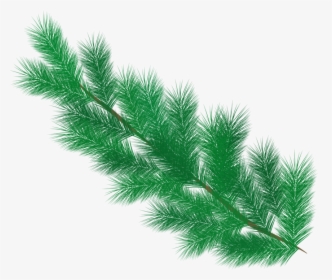 Fir Tree, Branch, Pine Needles, Needles, Winter, Green - Pine Tree Leaves Png, Transparent Png, Free Download