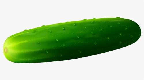 Cucumber Png Clipart - Cucamber, Transparent Png, Free Download