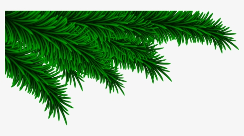 Pine Branches Photo - Christmas Pine Branch Png, Transparent Png, Free Download