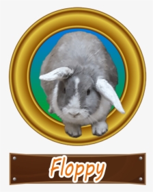 Floppy - Domestic Rabbit, HD Png Download, Free Download