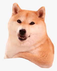 Akita - Shiba Inu Without Background, HD Png Download, Free Download