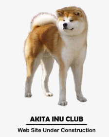Akita Inu Club - Akita Inu, HD Png Download, Free Download