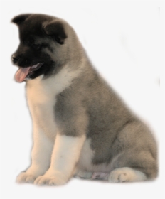 Png American Akita, Transparent Png, Free Download