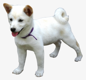Love Samoyed Kishu Dog Canaan Akita Hokkaido Clipart - Transparent Background Dog Png, Png Download, Free Download
