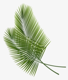 Leaf Arecaceae Palm Branch Clip Art - Transparent Background Palm Tree Leaves, HD Png Download, Free Download